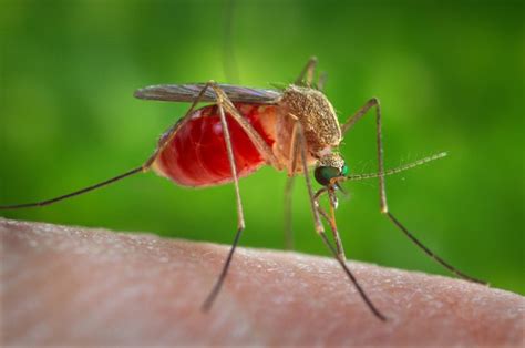 Are Mosquitos Bad In The Everglades?