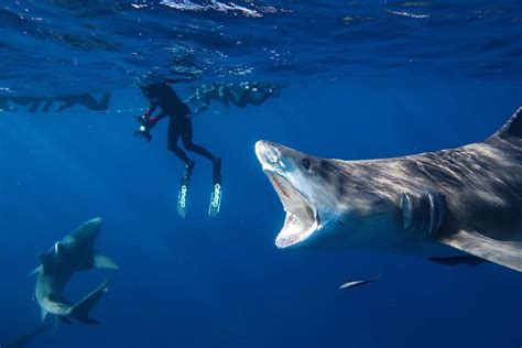 Are sharks a problem in Florida Keys?