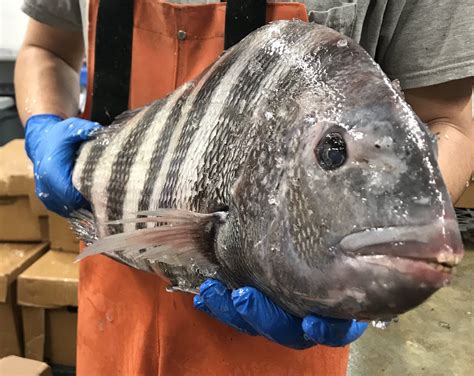 Are sheepshead good to eat?