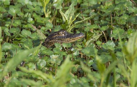 Are there alligators in Crystal River?