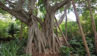 Are There Banyan Trees In Miami?