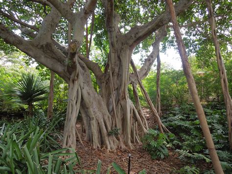 Are there banyan trees in Miami?