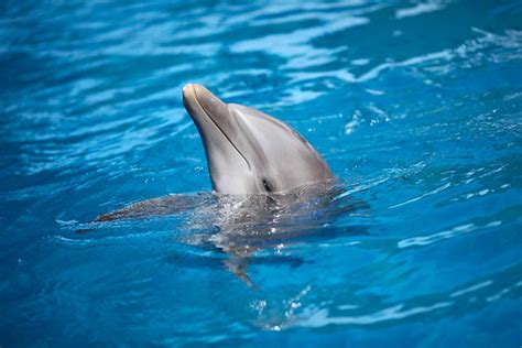 Are There Dolphins In Key Biscayne?