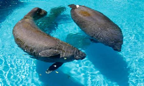 Are There Manatees In Key Biscayne?