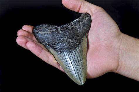 Are there megalodon teeth in Florida?