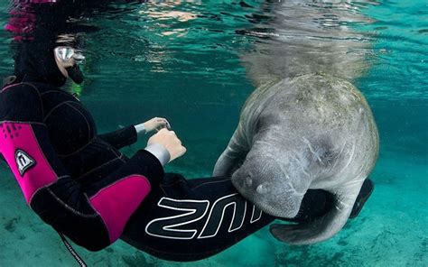 Can A Manatee Hug You?