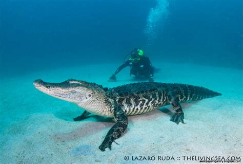 Can alligators swim in the ocean in Florida?