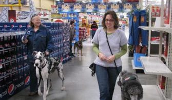 Can Dogs Go In Walmart In Florida?