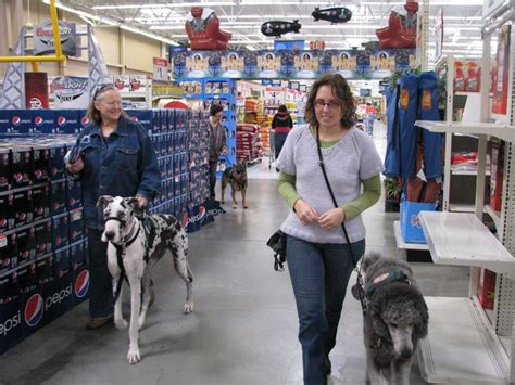 Can Dogs Go In Walmart In Florida?