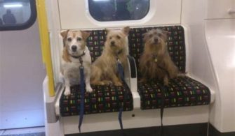 Can Dogs Go On The Metro In Miami?