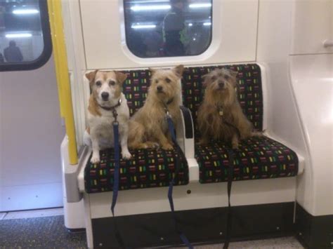 Can Dogs Go On The Metro In Miami?