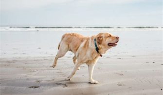 Can Dogs Go To Anna Maria Beach?