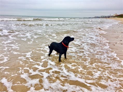 Can Dogs Go To Bradenton Beach?