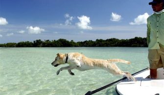 Can Dogs Go To Key West?