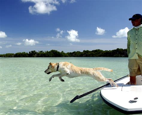 Can Dogs Go To Key West?