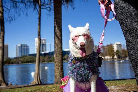 Can dogs go to Lake Eola?