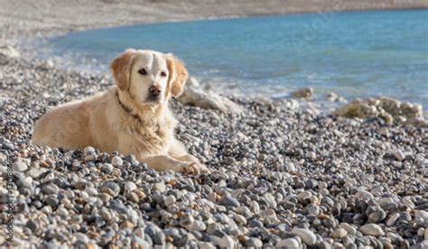 Can Dogs Go To Pebble Beach?