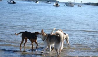 Can Dogs Go To Rodeo Beach?