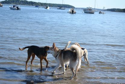 Can Dogs Go To Rodeo Beach?