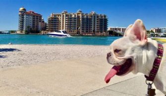 Can Dogs Go To Sarasota Beach?