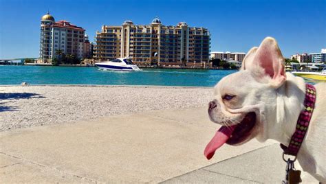 Can dogs go to Sarasota beach?