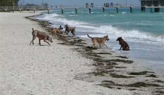 Can Dogs Go To St Pete Beach?