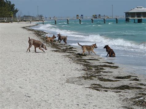 Can dogs go to St Pete beach?