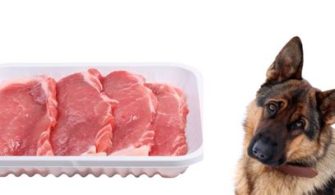 Can Dogs Have Pork?