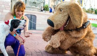 Can Dogs Stay In Disney Hotels?