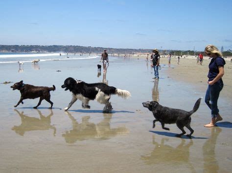 Can I bring my dog to Sand Key beach?