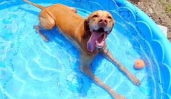 Can I Put My Dog In The Pool?