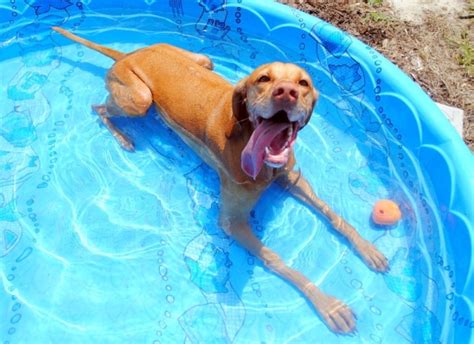 Can I put my dog in the pool?