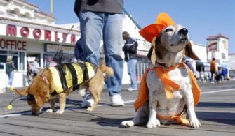 Can I Take My Dog To Ocean City Boardwalk?