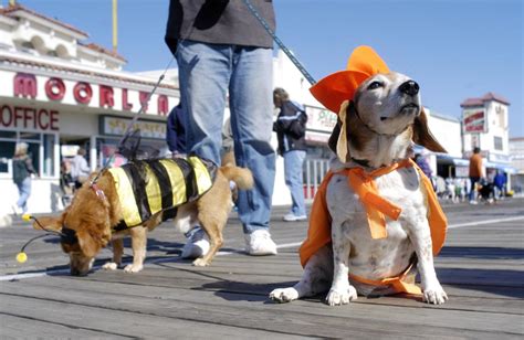 Can I Take My Dog To Ocean City Boardwalk?