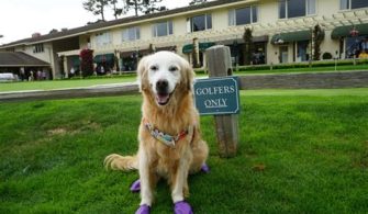 Can I Take My Dog To Pebble Beach?