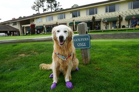 Can I take my dog to Pebble Beach?