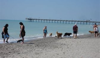 Can I Take My Dog To Venice Beach Florida?