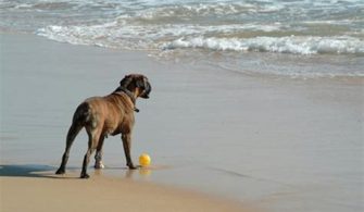 Can I Take My Dogs To Siesta Key Beach?