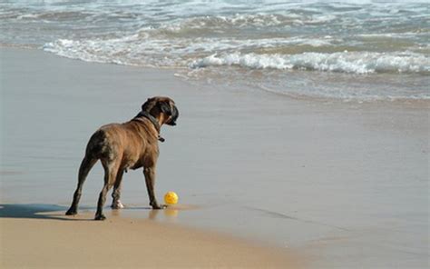 Can I take my dogs to Siesta Key beach?