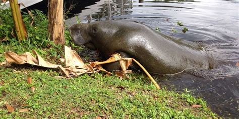 Can manatees walk on land?