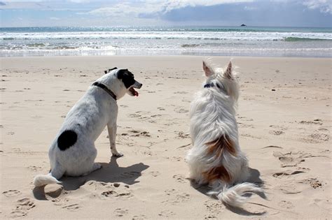 Can You Bring Dogs To Marco Island?