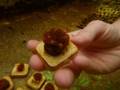 Can You Bring Food Into Florida Aquarium?