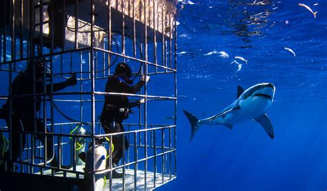 Can you cage dive with sharks in Florida?