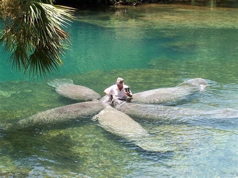 Can you eat manatee in Florida?