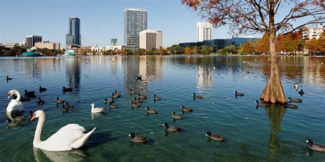 Can you feed the swans at Lake Eola?