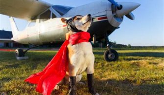 Can You Fly With A Dog In Florida?