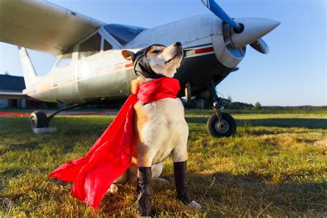 Can you fly with a dog in Florida?