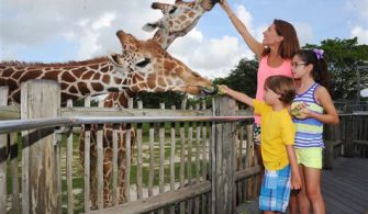 Can You Hold Animals At Miami Zoo?