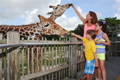 Can you hold animals at Miami Zoo?