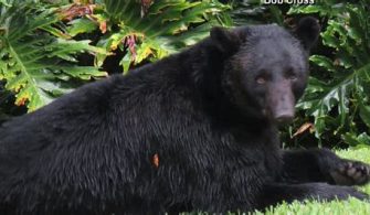 Can You Own A Bear In Florida?